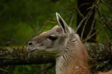 Portrait of a Guanaco. The guanaco (Lama guanicoe)