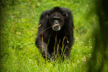 Portrait of chimpanzee (Pan troglodytes)  unfocus