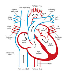 Circulation System Human Heart Structure