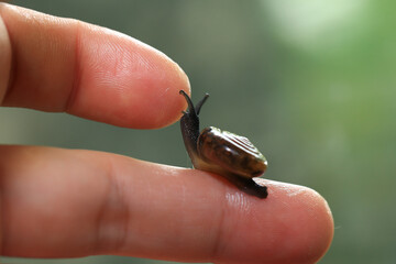 Snail crawling on human finger. Close up of snail in hand
