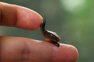 Snail crawling on human finger. Close up of snail in hand
