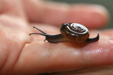 Snail crawling on human finger. Close up of snail in hand
