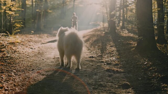 millennial hipster male with tattooed arms walking and playing with his cute and fluffy samoyed dog in forest during sunrise