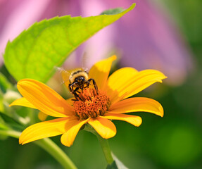 Bee on the yellow flower with green background, Quebec, Canada