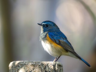 木陰の杭の上に留まっているルリビタキの雄