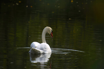 swan on the water,  white swan on the lake, elegant mute swan