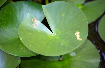 Lily pad close up