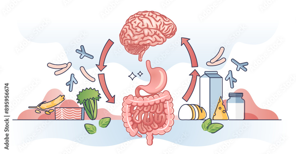 Poster gut brain axis and interaction with colon and brain organs outline diagram, transparent background.