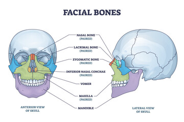 Facial bones with anterior and lateral view of human skull outline diagram, transparent background.Skeletal anatomy with labeled educational medical scheme illustration. © VectorMine