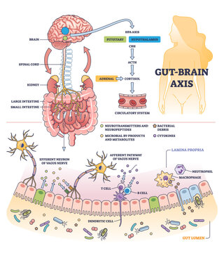 Gut brain axis and body digestive system impact to brain outline diagram, transparent background. Labeled educational medical scheme.