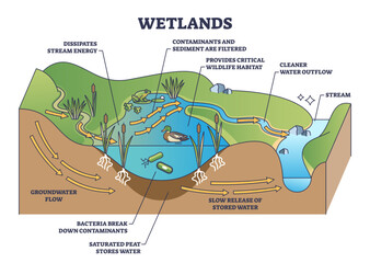 Wetlands environment description as wet soil with water outline diagram, transparent background. Labeled educational biological scheme with flora or fauna for animal habitats illustration.