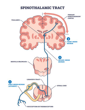 Spinothalamic tract as neural pathway to brain thalamus outline diagram, transparent background. Labeled educational anatomy scheme with primary somatosensory cortex, medulla oblongata.