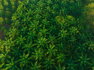 Aerial view green palm plantation tree tropical forest oil palm
