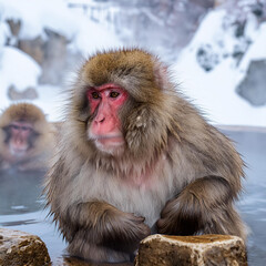 Obraz premium Japanese Macaque