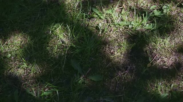 Shadows cast by trees on a grassy area in a park.