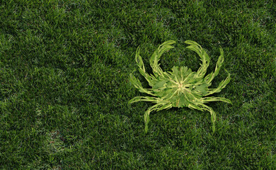 Funny Crabgrass or humorous crab grass weed control symbol representing lawn care and landscaping...