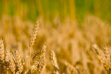 Fototapeta premium summer harvest, ripe ear of wheat in the golden hour close-up