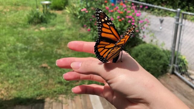Monarch butterfly on a hand. The person holding a butterfly on a hand. The butterfly flies off hand
