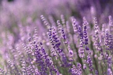 bl&uuml;hender Lavendel in Deutschland Nahaufnahme
