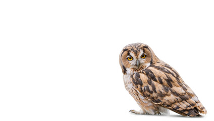 owl isolated on white