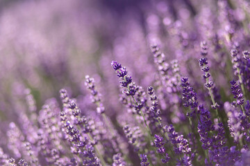 blühender Lavendel in Deutschland Nahaufnahme
