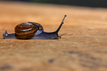 Snail crawling on the wooden floor. Close-up. Shallow depth of field.