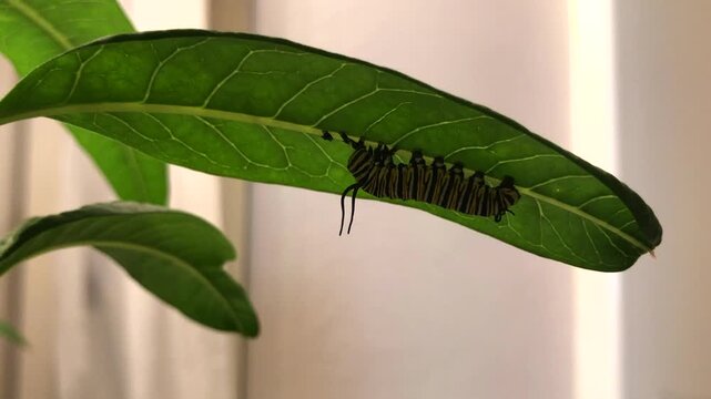 Monarch butterfly caterpillar molting under the leaf of the Milkweed. Growing caterpillar changes instar stage