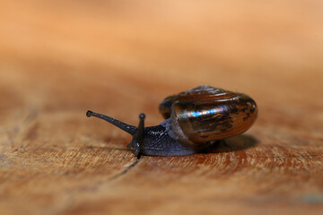 Snail crawling on the wooden floor. Close-up. Shallow depth of field.