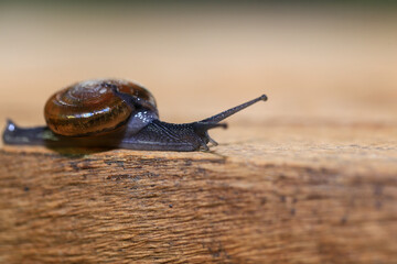 Snail crawling on the wooden floor. Close-up. Shallow depth of field.