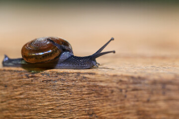 Snail crawling on the wooden floor. Close-up. Shallow depth of field.