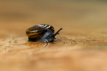 Snail crawling on the wooden floor. Close-up. Shallow depth of field.