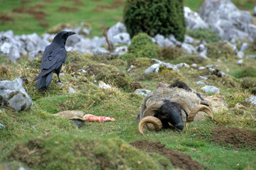Grand Corbeau,.Corvus corax, Northern Raven