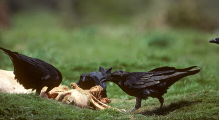 Grand Corbeau,.Corvus corax, Northern Raven