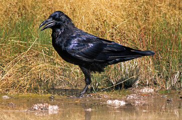 Grand Corbeau,.Corvus corax, Northern Raven