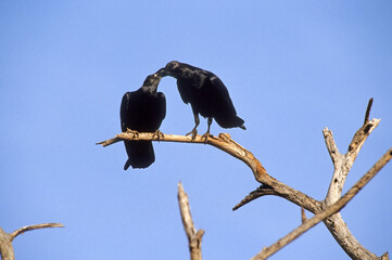 Grand Corbeau,.Corvus corax, Northern Raven