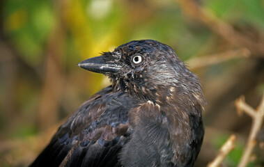 Choucas des tours,  .Coloeus monedula , Western Jackdaw
