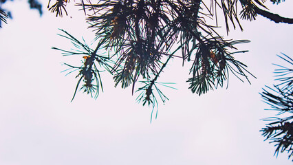 Pine needles on a white sky background close-up