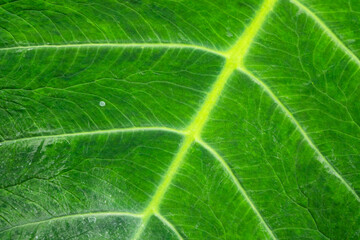 A leaf with a green stem and veins. The leaf is green and has a yellow line