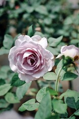 A pink rose is in full bloom, surrounded by green leaves. The flower is the main focus of the image, and it is the most vibrant and beautiful part of the plant