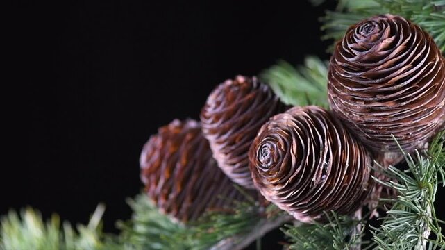 Cedar tree, Deodar branch with cones isolated on black background. Beautiful border art design. Close up Evergreen Christmas tree. Slow motion. 