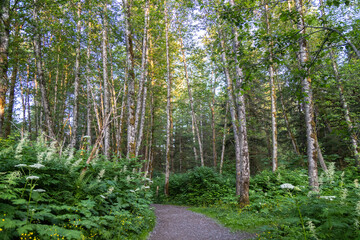 trees in the forest