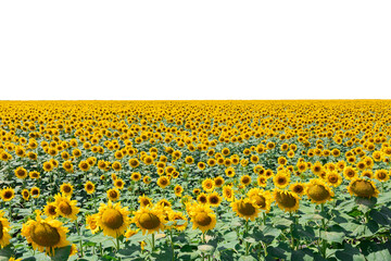 Large field of sunflowers with transparent background