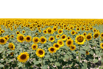 Large field of sunflowers with transparent background