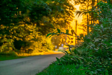 the setting sun on the road between the forests. beautiful warm light in the forest.