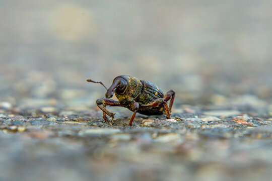 The fir beetle (Pissodes piceae) is a species of beetle from the weevil family. an insect sitting on a stone road in the forest on a macro scale