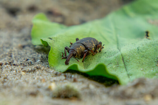 The fir beetle (Pissodes piceae) is a species of beetle from the weevil family. an insect sitting on a green leaf in the forest on a macro scale