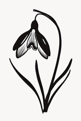 Black and white flat vector art of a snowdrop flower, svg style, isolated on white background, simple vector art design 