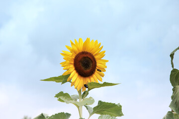 小野ひまわり公園のひまわり