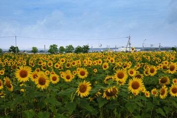 小野ひまわり公園のひまわり