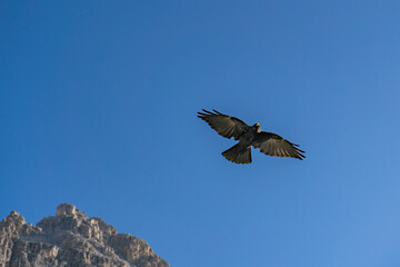 Obraz premium The Alpine chough or yellow-billed chough, Pyrrhocorax graculus, Tre Cime di Lavaredo, Dolomites, Italian Alps, Italy